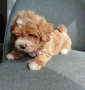 Shih poo/Mini poodle , снимка 1