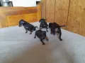 Продавам Сърнист Пинчер , снимка 9