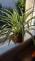 хлорифитум /зелена лилия/, снимка 6