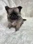 Чихуахуа момиченце, снимка 3