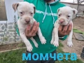 Малки бебета питбули, снимка 1