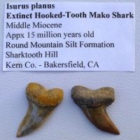 Фосилни зъби на акулата Isurus Planus - периода Миоцен (5.3 - 23 Ма), снимка 1 - Колекции - 37433177