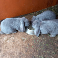 Френски кочовати зайци, снимка 7 - Други - 44572268