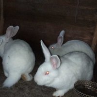 Зайци (цика и калифорнийски), снимка 1 - Други - 31504564