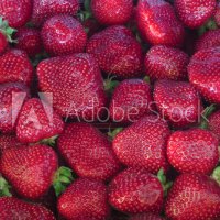 продавам расад ягоди и малини, снимка 5 - Сортови семена и луковици - 30693493