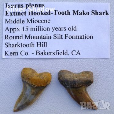 Фосилни зъби на акулата Isurus Planus - периода Миоцен (5.3 - 23 Ма), снимка 1