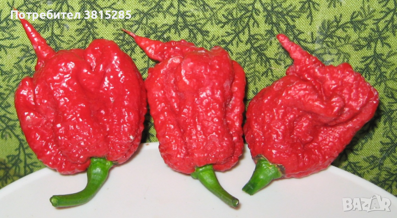 Люти чушки - Carolina Reaper - Каролина Рийпър - Най - лютите в света, снимка 1