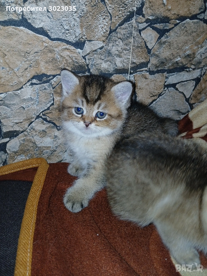 британска чинчила с родословие 600лв , снимка 1