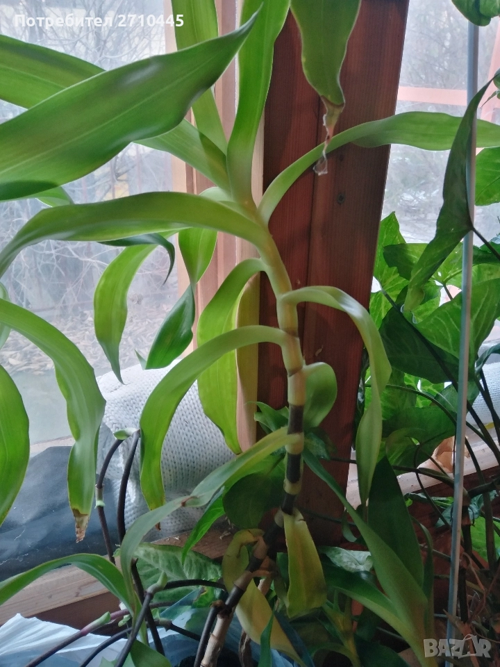 Лечебно цвете КАЛИЗИЯ , снимка 1