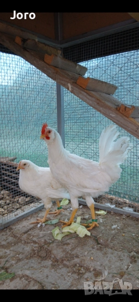 Петел, снимка 1