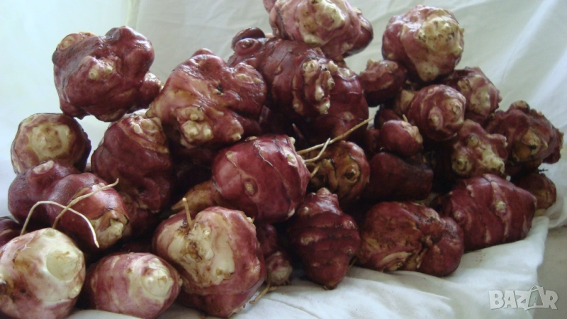 Земна ябълка, Гулия (Helianthus tuberosus), снимка 1