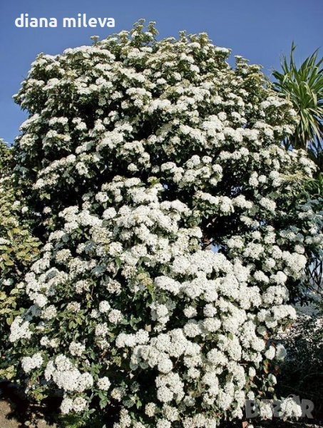  Вибурнум Тинус Ева Прайс, Viburnum Eva Price или още Калина !!!, снимка 1