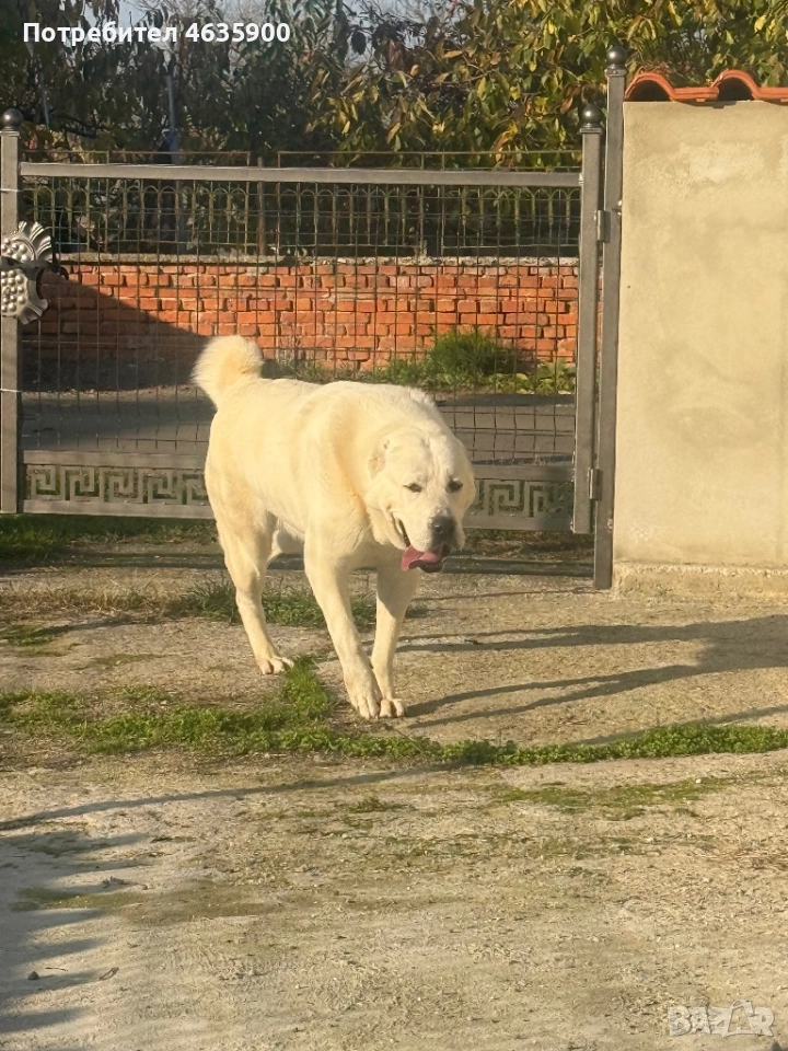 САО, снимка 1