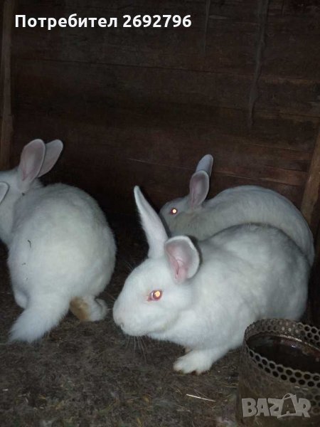Зайци (цика и калифорнийски), снимка 1