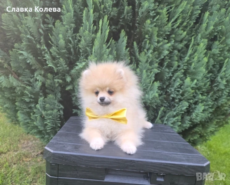 померан , снимка 1