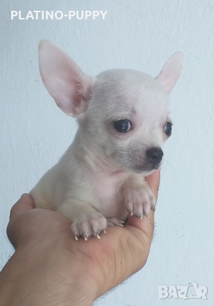 Свободно момче чихуахуа, снимка 1