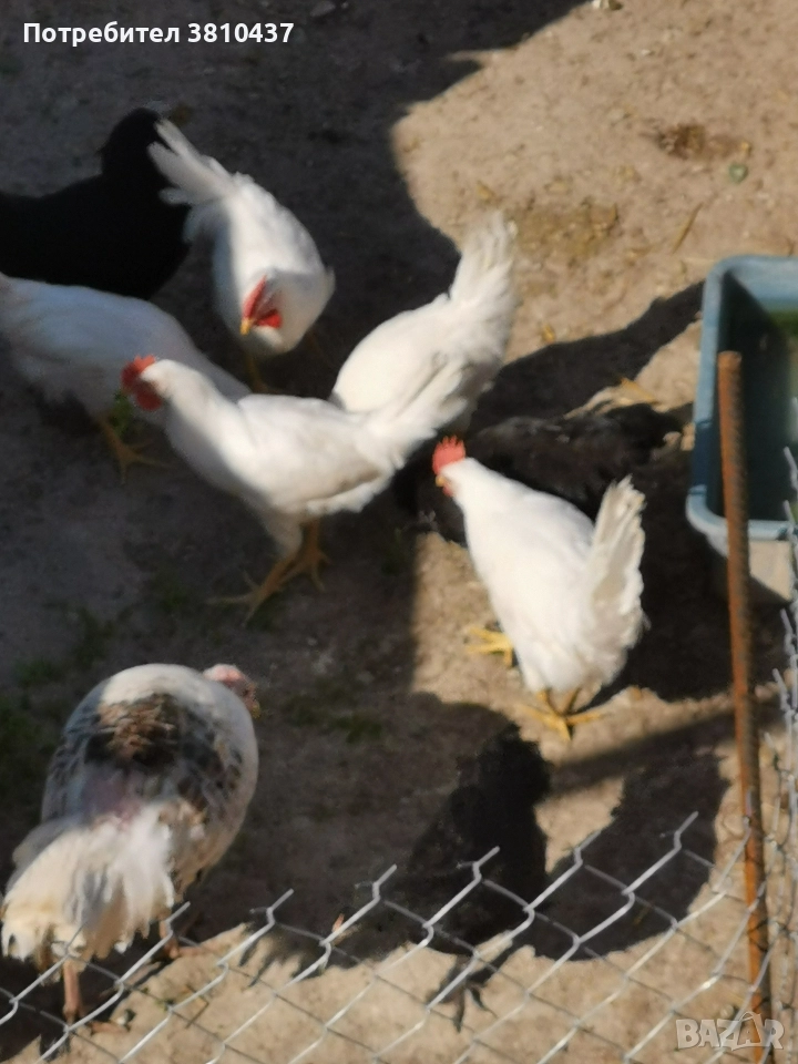 продавам Бял легхорн Ярки, снимка 1