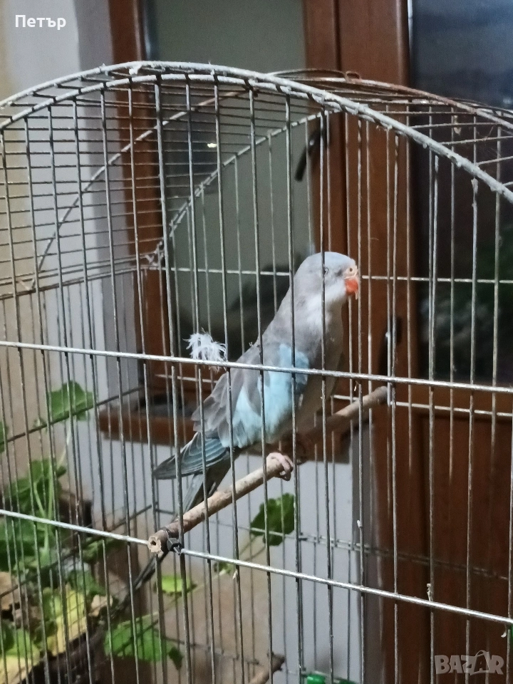 Женски принцов папагал Александрино. , снимка 1