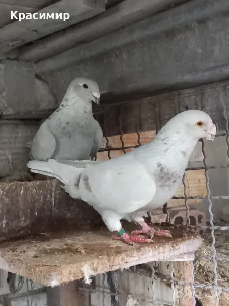 Стандартни пощи , снимка 1