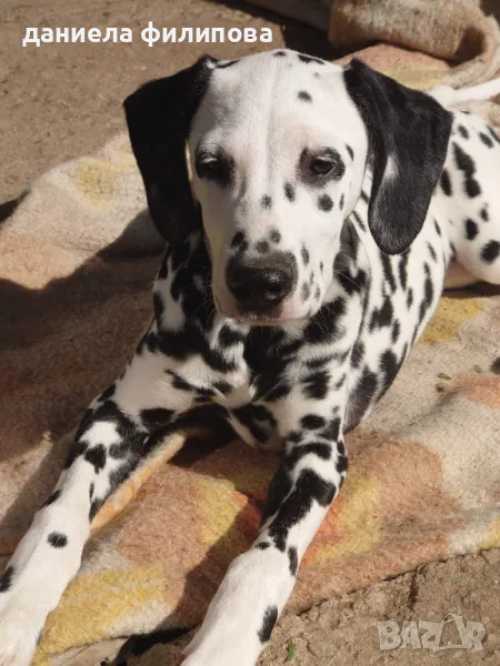 далматинец-момиченце, снимка 1