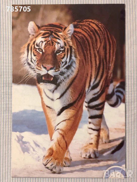 Пъзел Сибирски тигър TREFL 1000, снимка 1