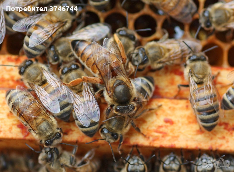 Пчелни отводки, снимка 1