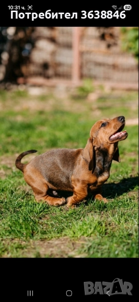 дакел, снимка 1