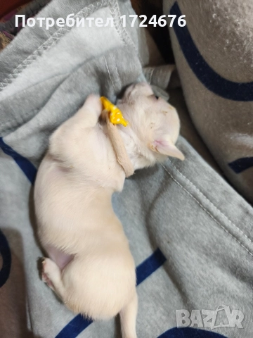 мини чихуахуа, снимка 13 - Чихуахуа - 52731439