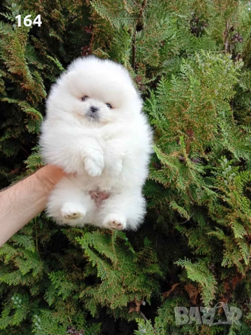 Мъжки и женски,кремави и бели Померани. Различни възрасти! Реални снимки !!! 