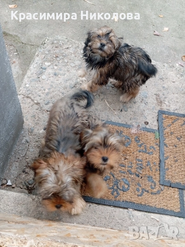 продавам 2 йоркита!.., снимка 10 - Йоркширски териер - 51533373