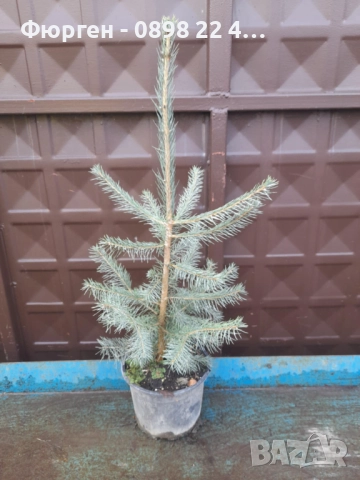 Сребрист смърч (Picea pungens), снимка 8 - Градински цветя и растения - 29531057