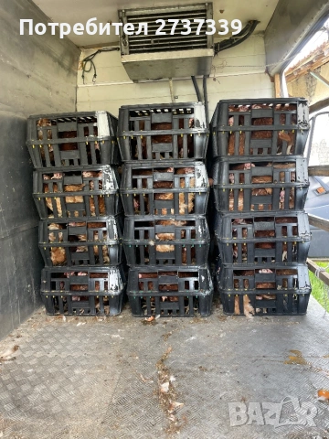 Носачки за яйца, снимка 2 - Кокошки и пуйки - 54239272