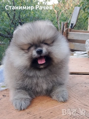 Померан померани , снимка 1