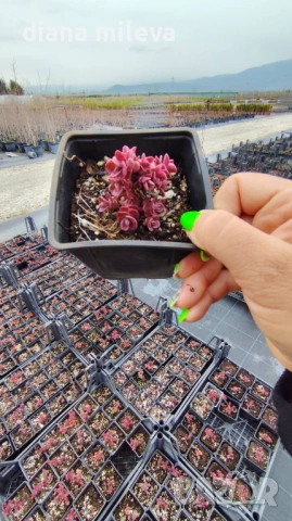 Седум Горски Пожар, Sedum SunSparkler Wildfire , снимка 10 - Градински цветя и растения - 49936159