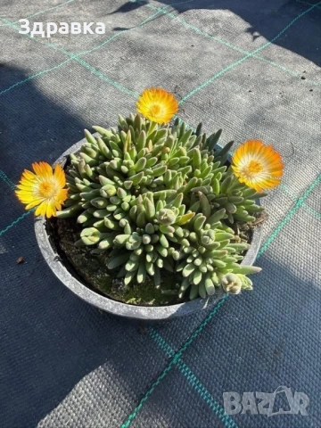 Делосперма , снимка 7 - Градински цветя и растения - 53998533