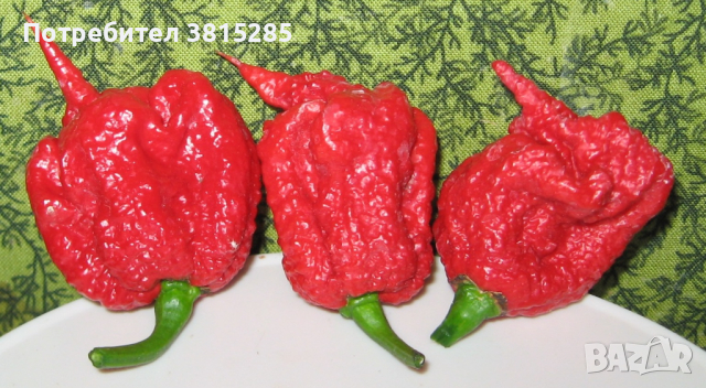 Люти чушки - Carolina Reaper - Каролина Рийпър - Най - лютите в света