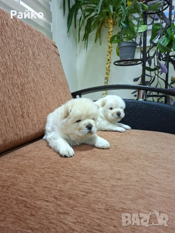 чау чау , снимка 2 - Чау Чау - 52886549