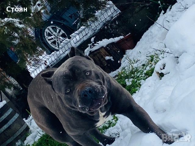 Кане корсо за разплод , снимка 3 - Кане корсо - 53888930