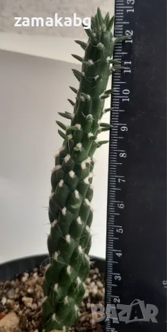 Аустроцилиндропунтия (Austrocylindropuntia subulata), кактус