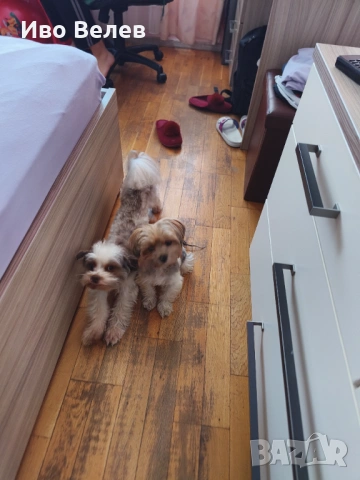 Йорки Йоркширски териер Бивер, снимка 10 - Йоркширски териер - 54351013