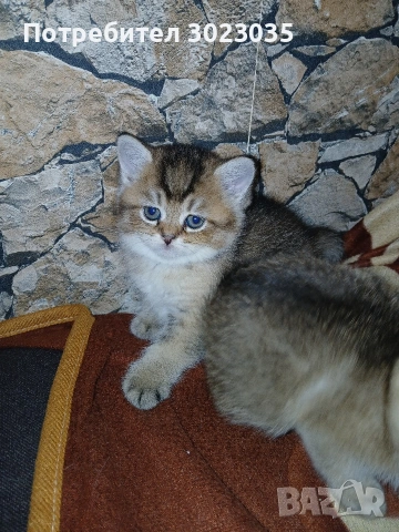 британска чинчила с родословие 600лв 