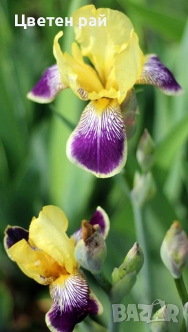 Ризоми на ириси 2€брой цвят на късмет от показаните , снимка 13 - Градински цветя и растения - 54198963