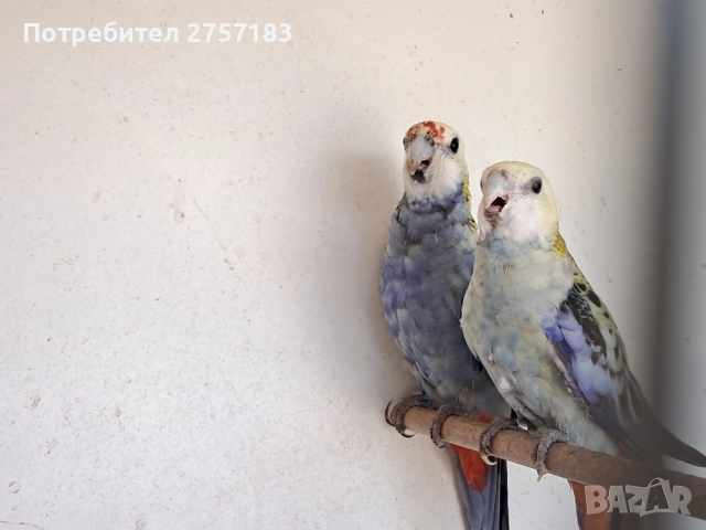 продавам чифт белоглава розела, снимка 4 - Папагали - 52431289