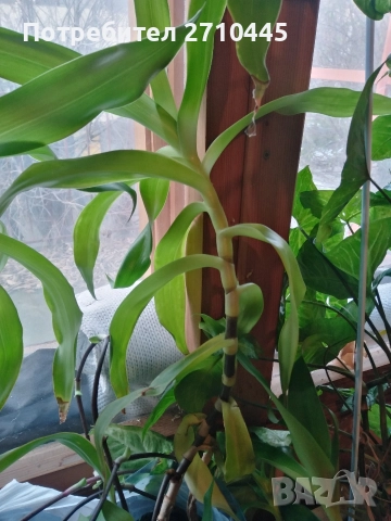 Лечебно цвете КАЛИЗИЯ 