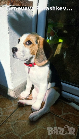 Продавам куче бигъл 