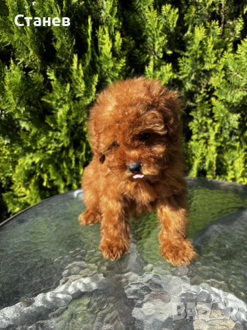 Той Пудел Момче / Toy Poodle Boy, снимка 5 - Померан - 55655687