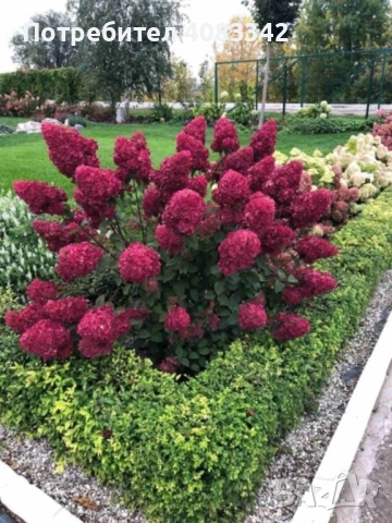 Хортензия за слънце