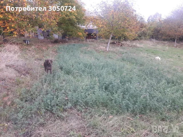 Голям парцел в 7855 Бракница, снимка 5 - Парцели - 56503924