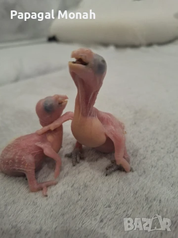 Ръчно хранени папагали Монах и Амазони , снимка 4 - Папагали - 50716877