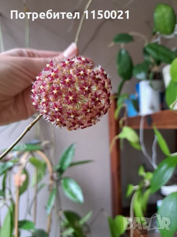 Хоя- различни видове, снимка 1